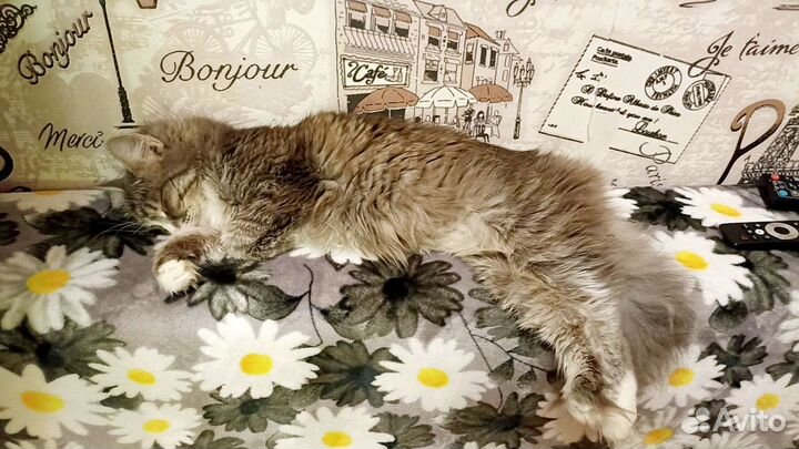 Шикарная красотка фифа