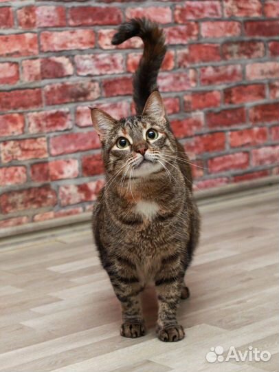 Кошечка Варя