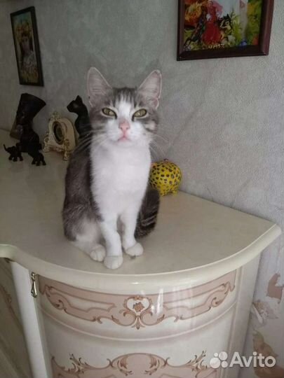 Кошечка в добрые руки