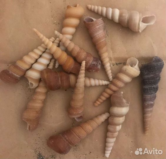 Ракушка. Теребра турретели