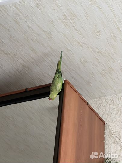 Ожереловый попугай