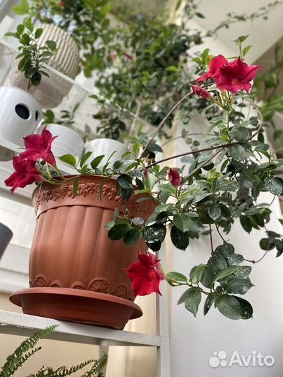 Комнатные цветы в Севастополе