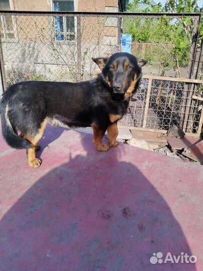 Маленькая собака коротколапик в добрые руки