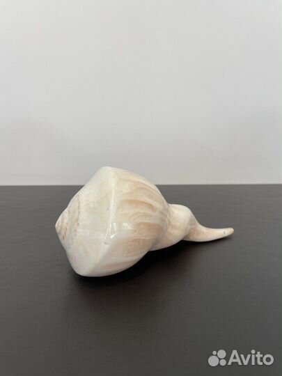 Ракушка морская большая