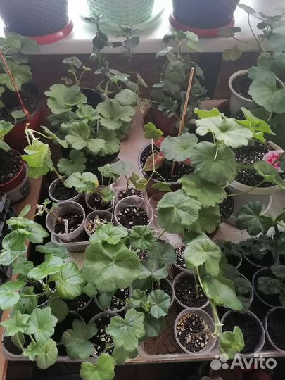 Пеларгония герань