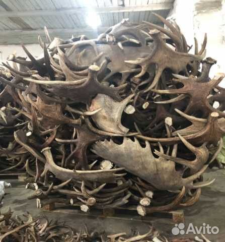 Рога Лося Оленя Марала