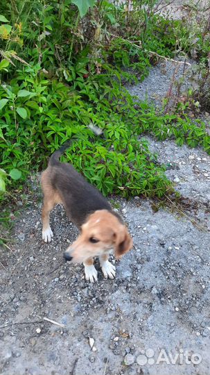 Собака в добрые руки