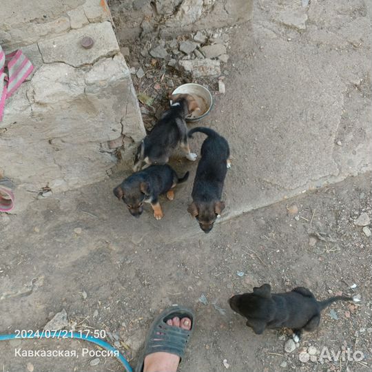 Собака в добрые руки отдам бесплатно