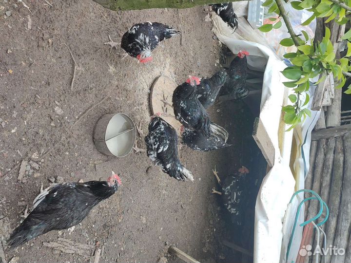 Петух, птица, птица домашняя