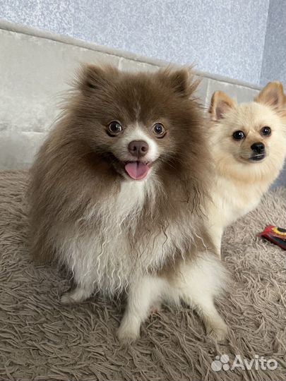 Шпиц на вязку