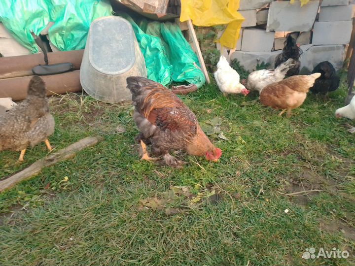 Продам петушков