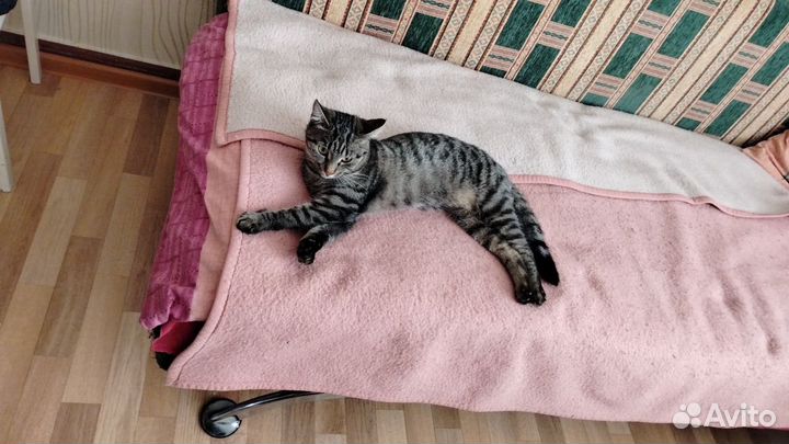 Потерялась кошка