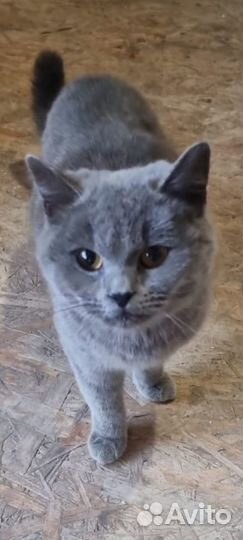 Отдам в добрые руки британка Ася