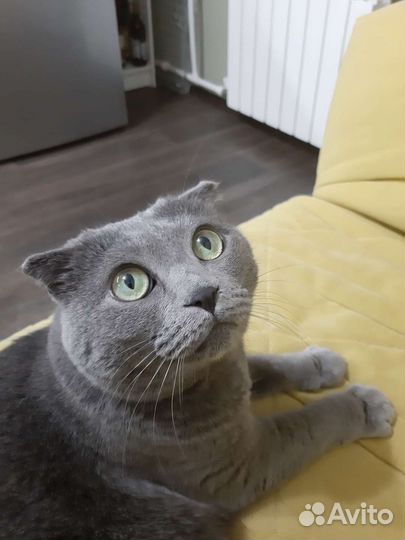 Британская вислоухая кошка