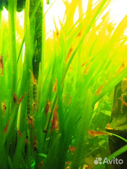 Аквариумные креветки