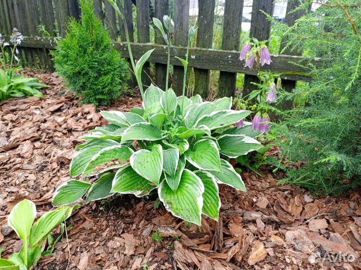 Кора сосны мульча