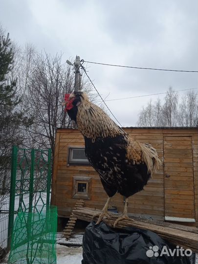 Хохлатый петух