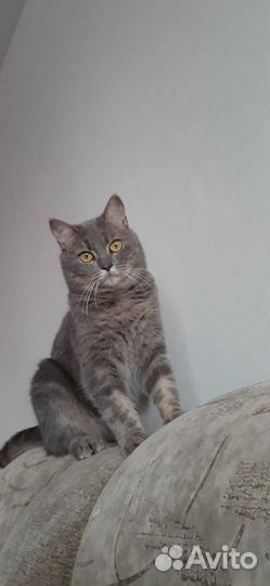 Кошка шебочка
