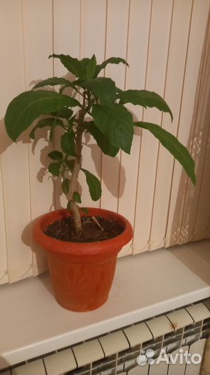 Бругмансия