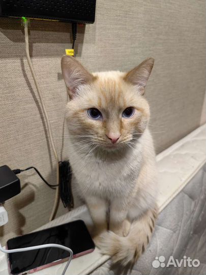 Кот на вязку