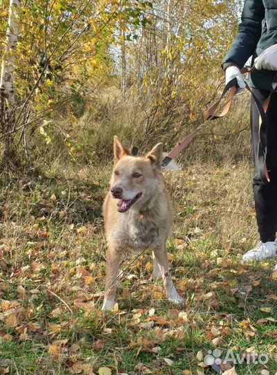 Солнышко приюта