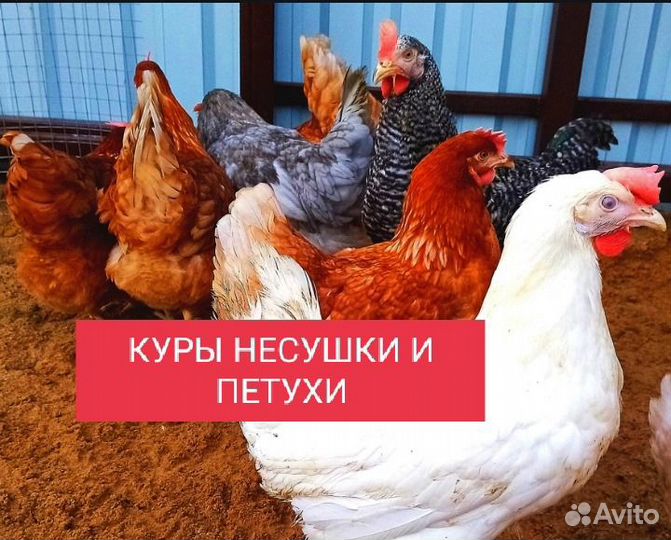 Куры несушки и петухи разных пород