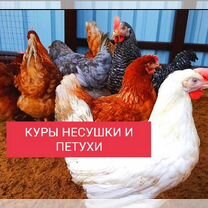 Куры несушки и петухи разных пород