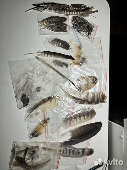 Интересные перья