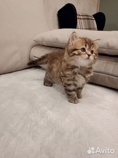 Шотландские мальчики