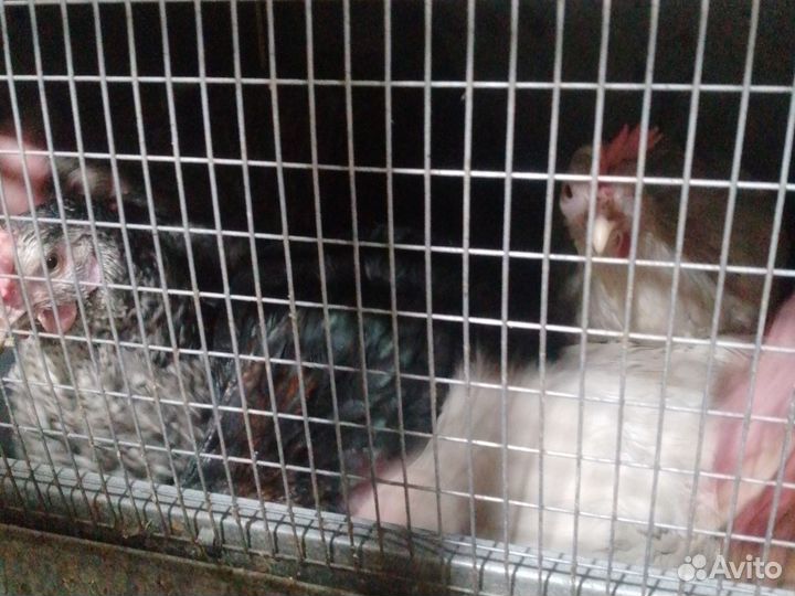 Яйцо домашнее цветное козье молоко