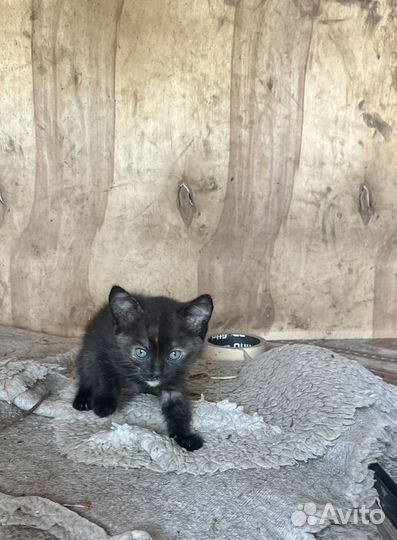 Черная кошка