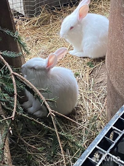 Калифорнийские кролики