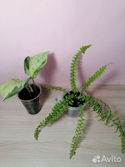 Комнатные растения