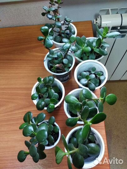 Денежное дерево (крассула, толстянка)