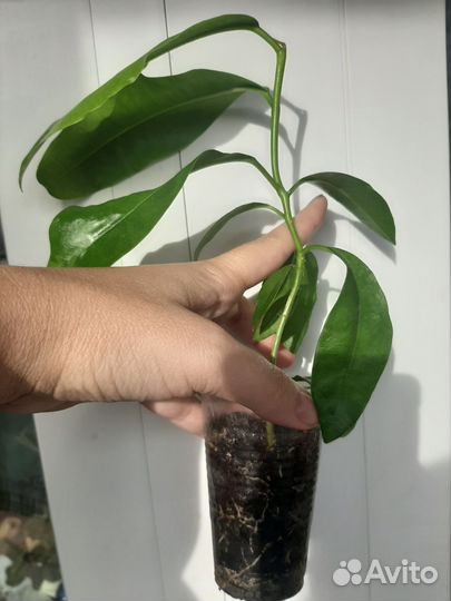 Хойя империалис пинк