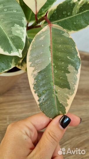 Фикус эластика тинеке