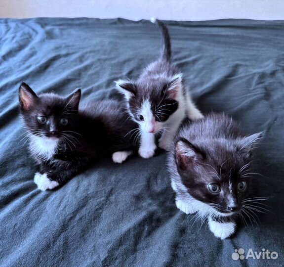 Котята в добрые руки мальчики