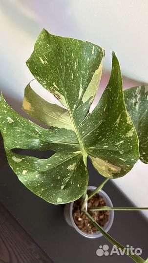 Монстера тайское созвездие крупная