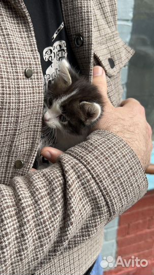 Котенок