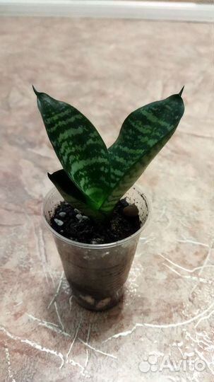 Сансевиерия Аубрутиана Дракон,Тайгер Стар