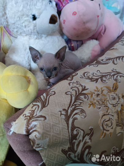 Канадский сфинкс