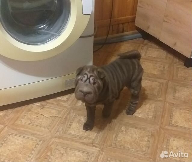 Щенок Шарпея