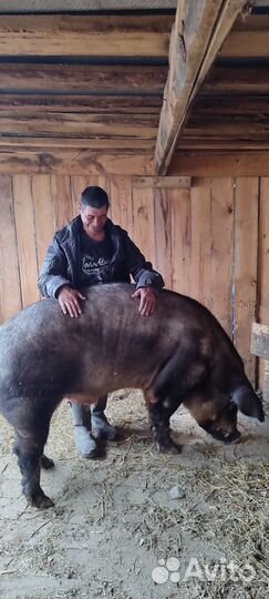 Хряк производиоель