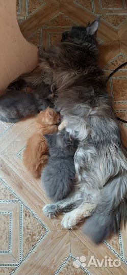 Котята мейн-кун