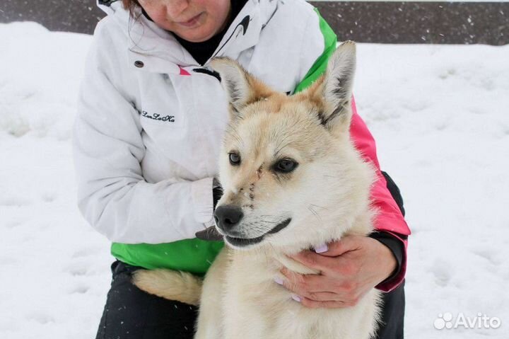 Лайка помесь в свой дом