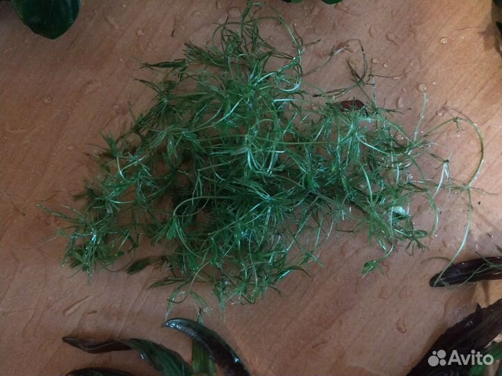 Растения для аквариума разные