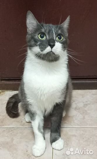 Кошечка Элла