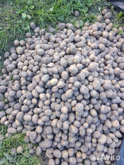 Картофель мелкий на корм