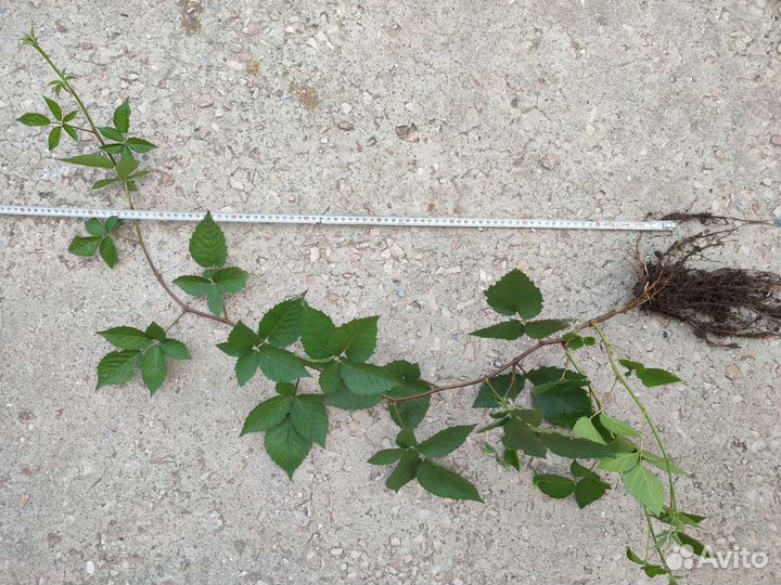 Ежевика Бесшипная Сорт Натчез