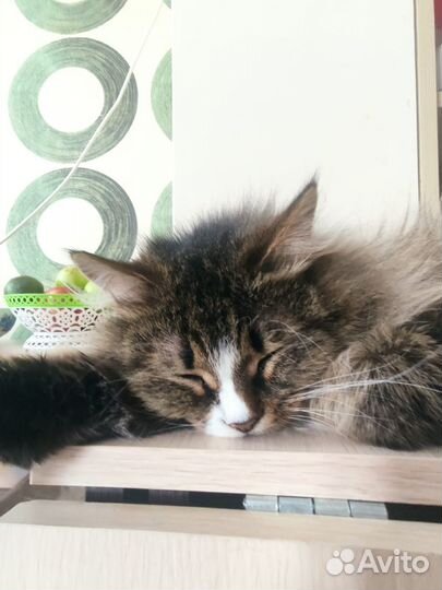 Кошка ищет дом
